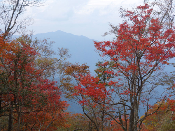 傾山の紅葉