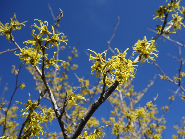 大崩山のマンサクの花