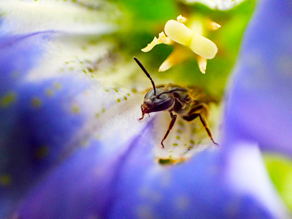 リンドウに寄り添っている虫