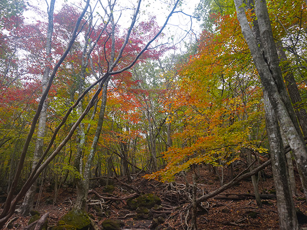 由布岳の紅葉