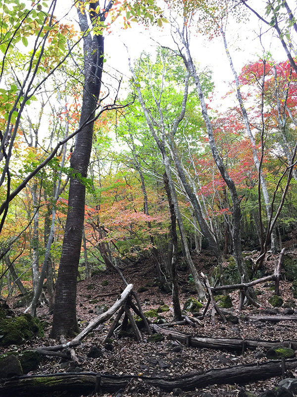 由布岳の紅葉