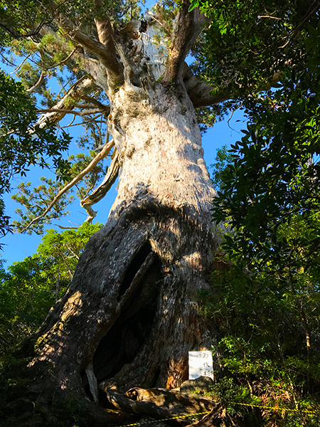 屋久島の万代杉