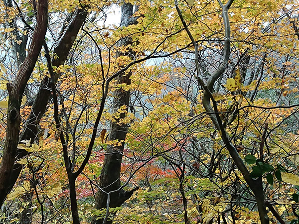 栗野岳の紅葉状況