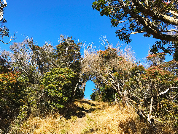 登山道の木のトンネル