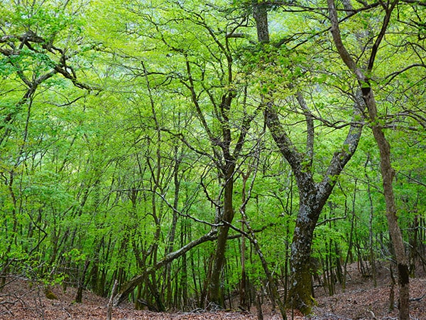 五葉岳付近の新緑(宮崎県日之影町)