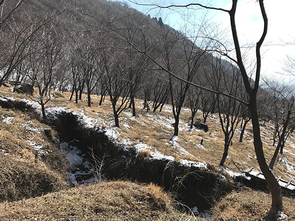 くたみ分かれの4000本の山桜