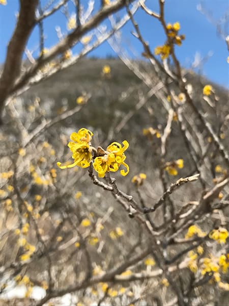 マンサクの花