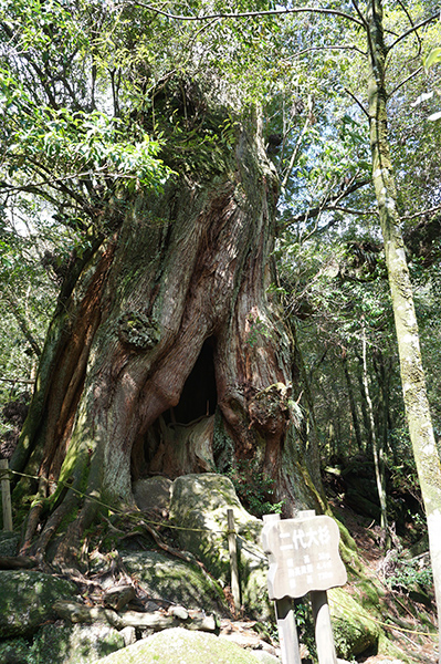 二代大杉