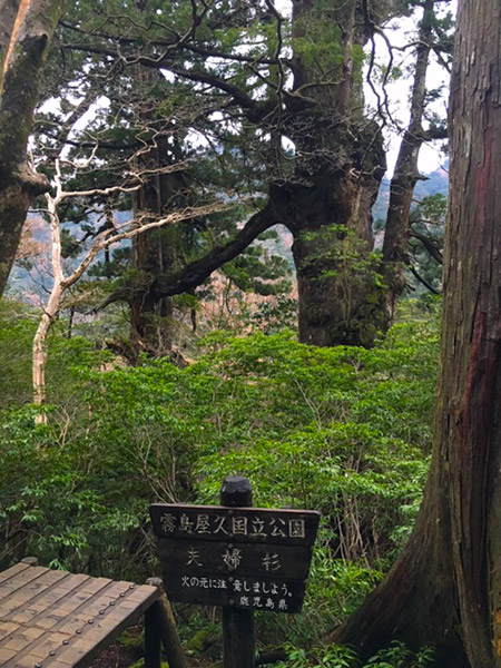 夫婦杉