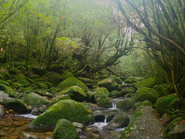 苔むした雰囲気が美しい白谷雲水峡