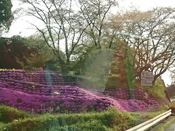 道沿いのシバザクラ