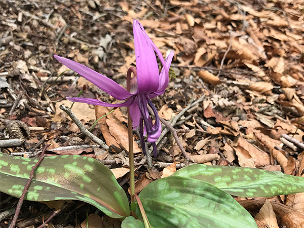 莇ヶ岳山頂のカタクリの花