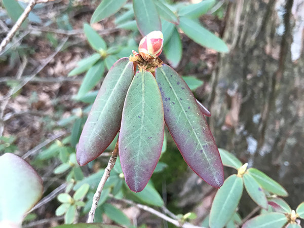 山頂下のヒカゲツツジの蕾