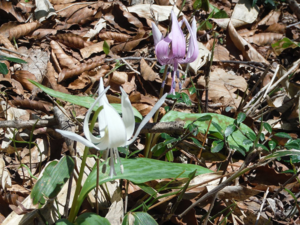 カタクリと白花のカタクリ