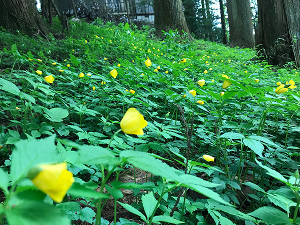 ヤマブキソウ