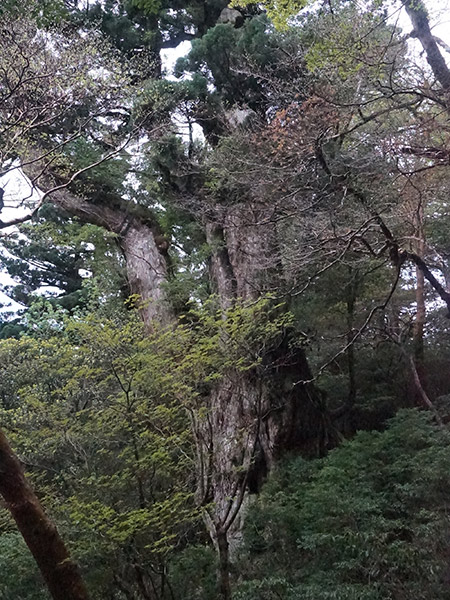 新しい角度の縄文杉
