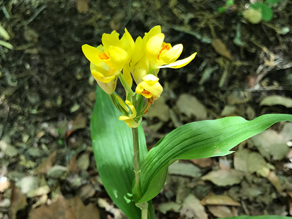 金蘭