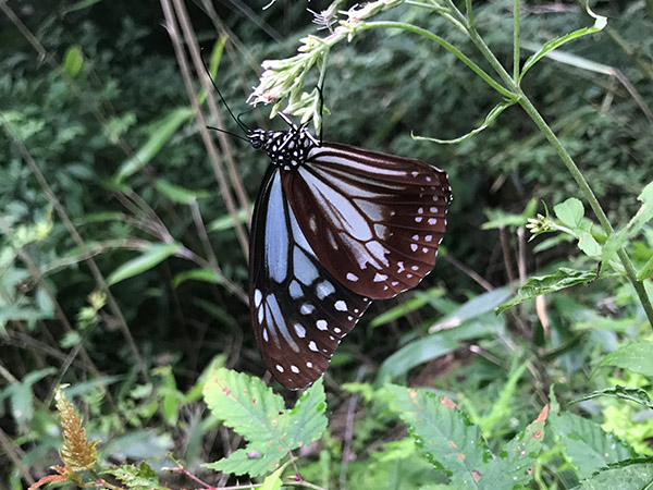 旅する蝶 アサギマダラ