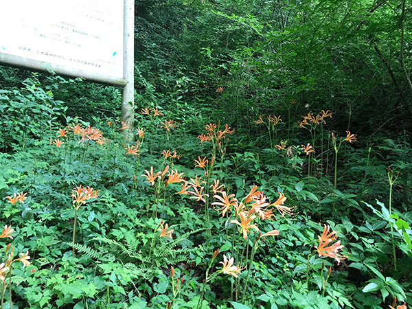 登山口付近の群生地