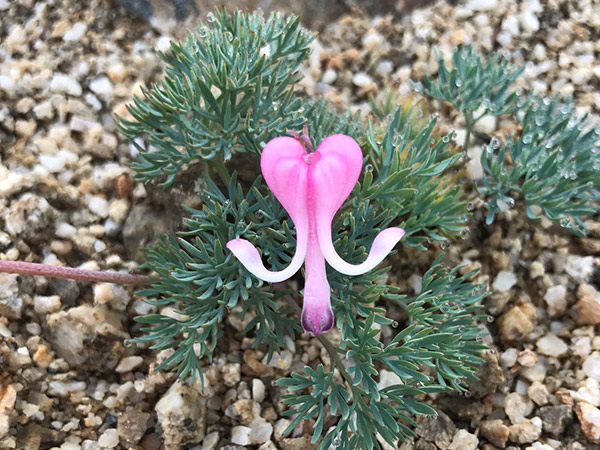 高山植物の女王