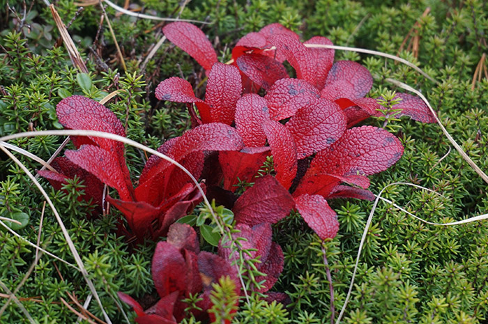 ウラシマツツジの紅葉