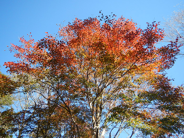 標高の低い場所では紅葉も楽しめました