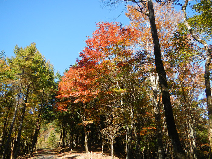 紅葉のトンネル