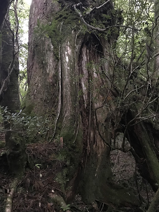 屋久杉