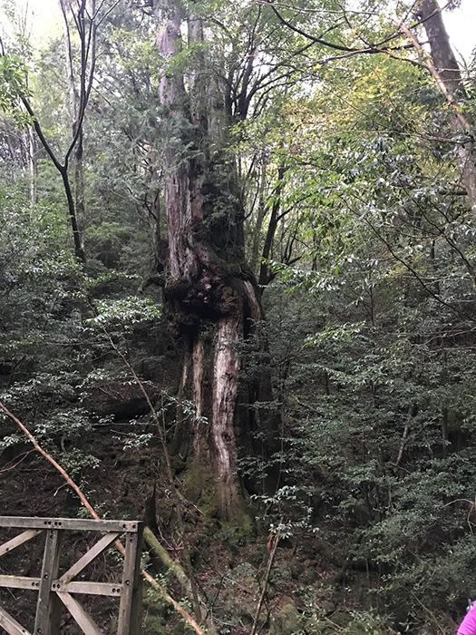 仁王杉 婀杉