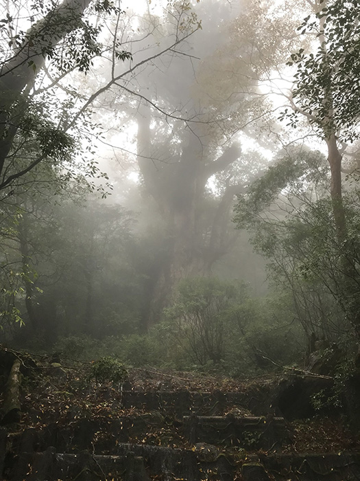 幻想的な縄文杉