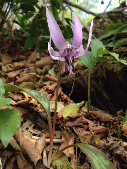 カタクリの花