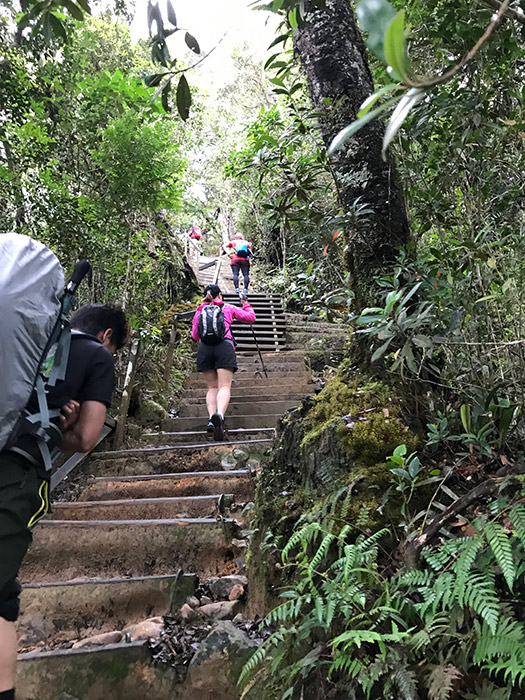 延々と続く階段登山道