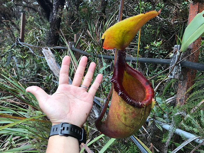 私の手よりもはるかに大きいウツボカズラ