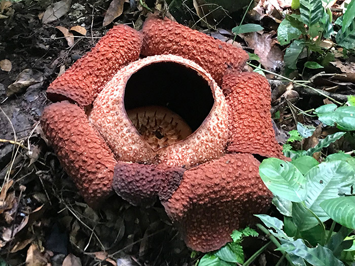 世界最大の花ラフレシア
